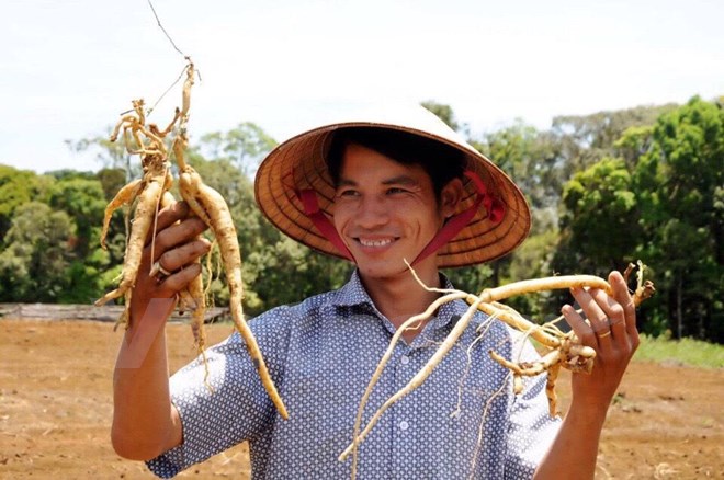 Thanh niên khởi nghiệp kiếm gần 1 tỷ đồng mỗi năm từ cây dược liệu