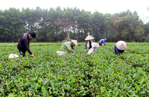 TP Sông Công: Quy hoạch 20 vùng sản xuất nông nghiệp tập trung