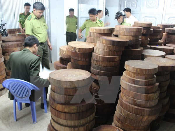Bắt giữ vụ gỗ nghiến được sơ chế dạng thớt lớn nhất từ trước đến nay