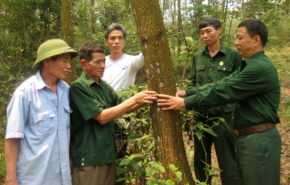 Người hiến đất trồng rừng gây quỹ