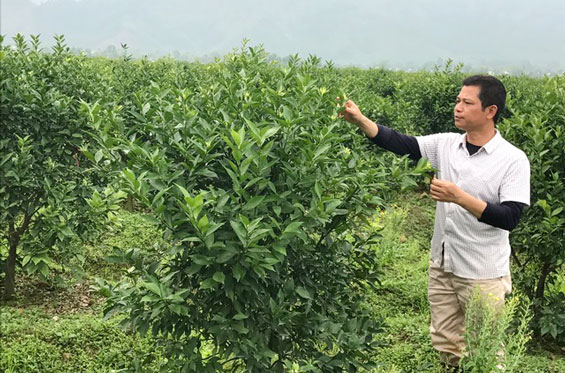 Cát Nê chuyển đổi cơ cấu cây trồng