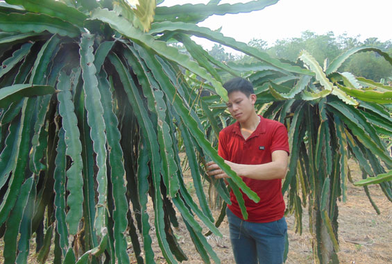 Nông dân Định Hóa thi đua sản xuất, kinh doanh giỏi