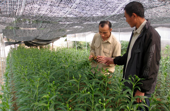 Khi nông dân liên kết với nông dân