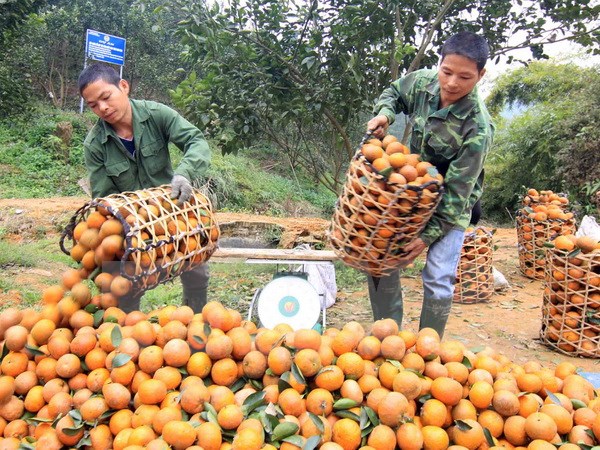 Cam sành Hà Giang rớt giá 