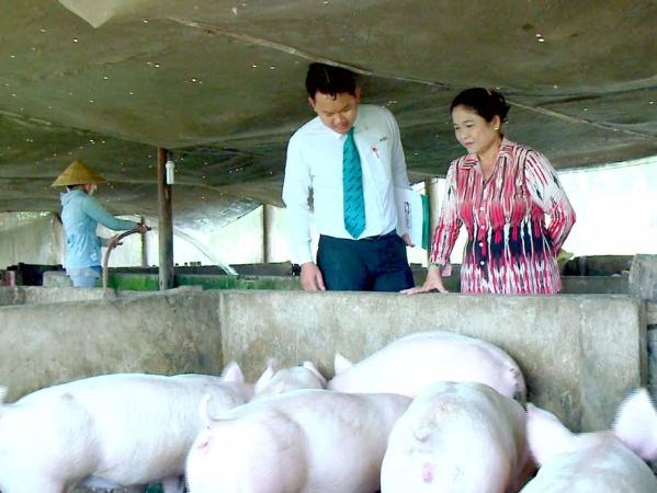 Cơ cấu lại thời hạn trả nợ cho khách hàng vay chăn nuôi lợn
