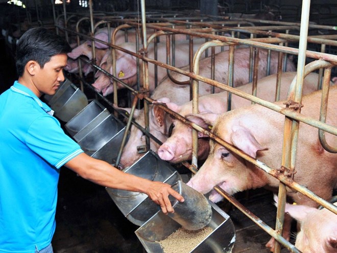 Đề nghị các doanh nghiệp kê khai, giảm giá bán thức ăn chăn nuôi