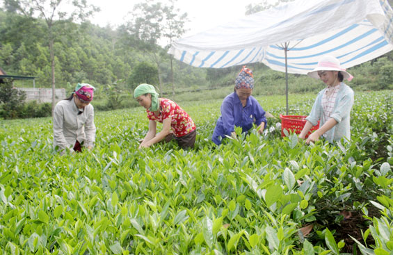 Văn Hán hôm nay