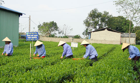 Phấn đấu có 9 xã nông thôn mới kiểu mẫu giai đoạn 2016-2020
