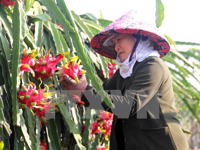 Giải bài toán tìm đầu ra cho các mặt hàng nông sản Việt Nam