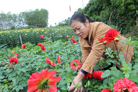 Nông dân với nỗi buồn hoa Tết