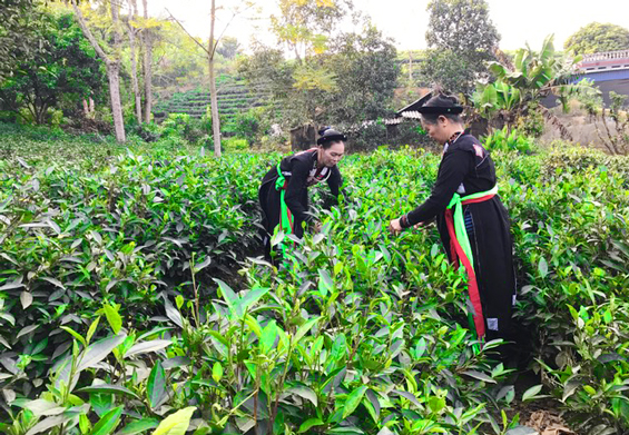 Đánh thức tiềm năng phát triển cây chè ở Phú Thịnh