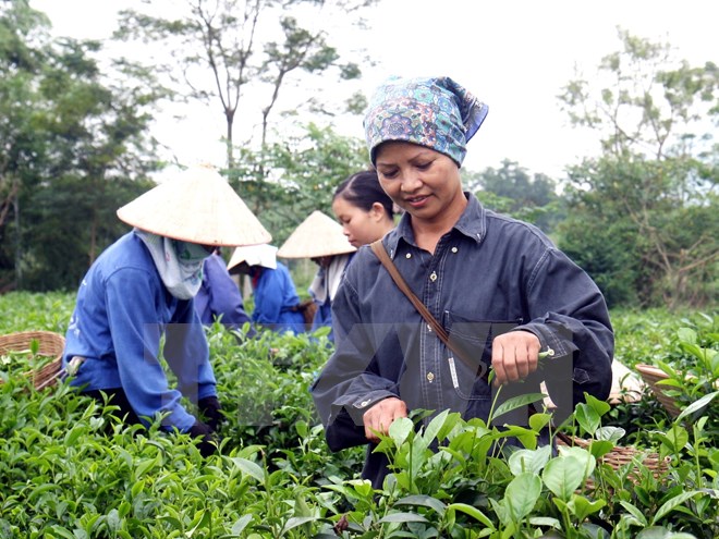 Thị trường chè nguyên liệu sôi động trong tháng đầu năm 2017