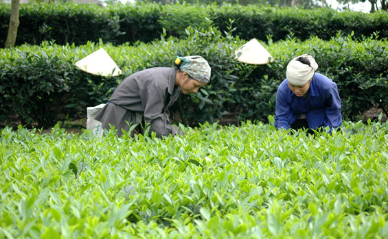 Chè vụ đông được mùa, giữ giá