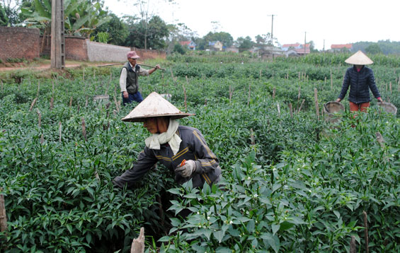 Chú trọng sản xuất nông nghiệp sạch, an toàn