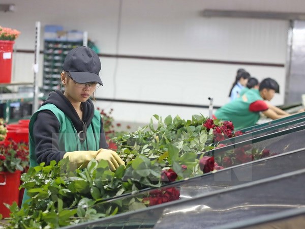 Giá hoa hồng Đà Lạt tăng từ 2-3 lần trước dịp lễ Valentine