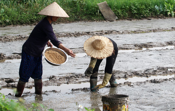 Nhộn nhịp sản xuất vụ xuân