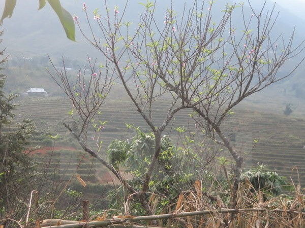 Bắc Bộ và Bắc Trung Bộ vẫn rét, Nam Bộ đêm không mưa