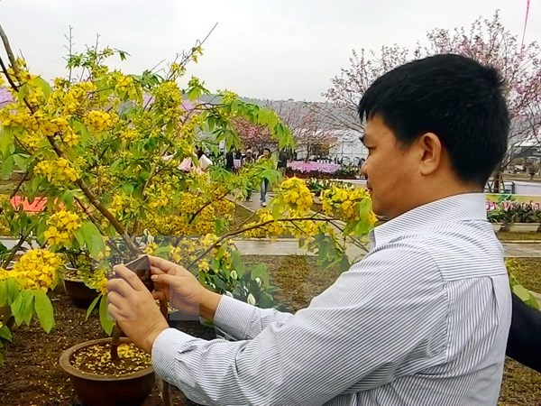 Quảng Ninh: Sắp diễn ra Lễ hội hoa Anh đào-Mai vàng Yên Tử 2017