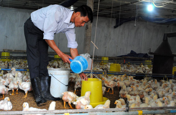 Khẩn cấp phòng chống dịch cúm gia cầm A/H7N9