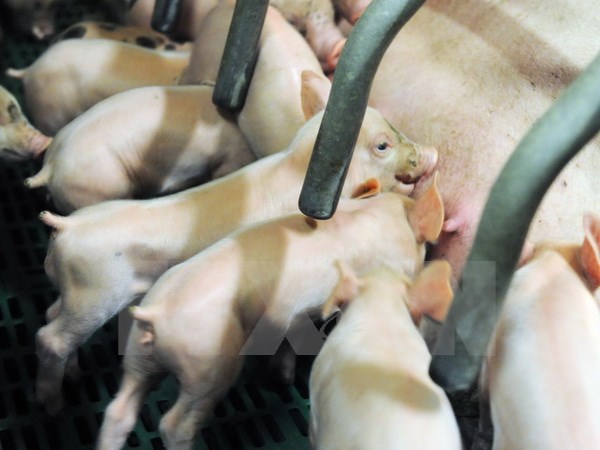 WTO bác khiếu nại của Nga trong vụ kiện nhập khẩu thịt lợn từ EU