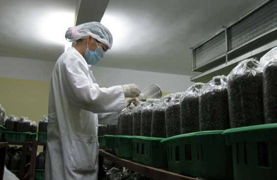 Phát triển nông nghiệp ứng dụng công nghệ cao: Nhiều vấn đề đang đặt ra (Kỳ I)