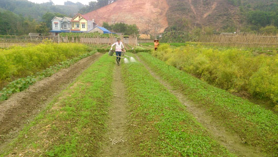 Phát triển nông nghiệp ứng dụng công nghệ cao: Những vấn đề đặt ra (Kỳ II)
