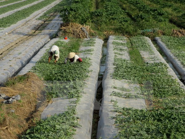 Sửa đổi quy định về miễn, giảm thuế sử dụng đất nông nghiệp