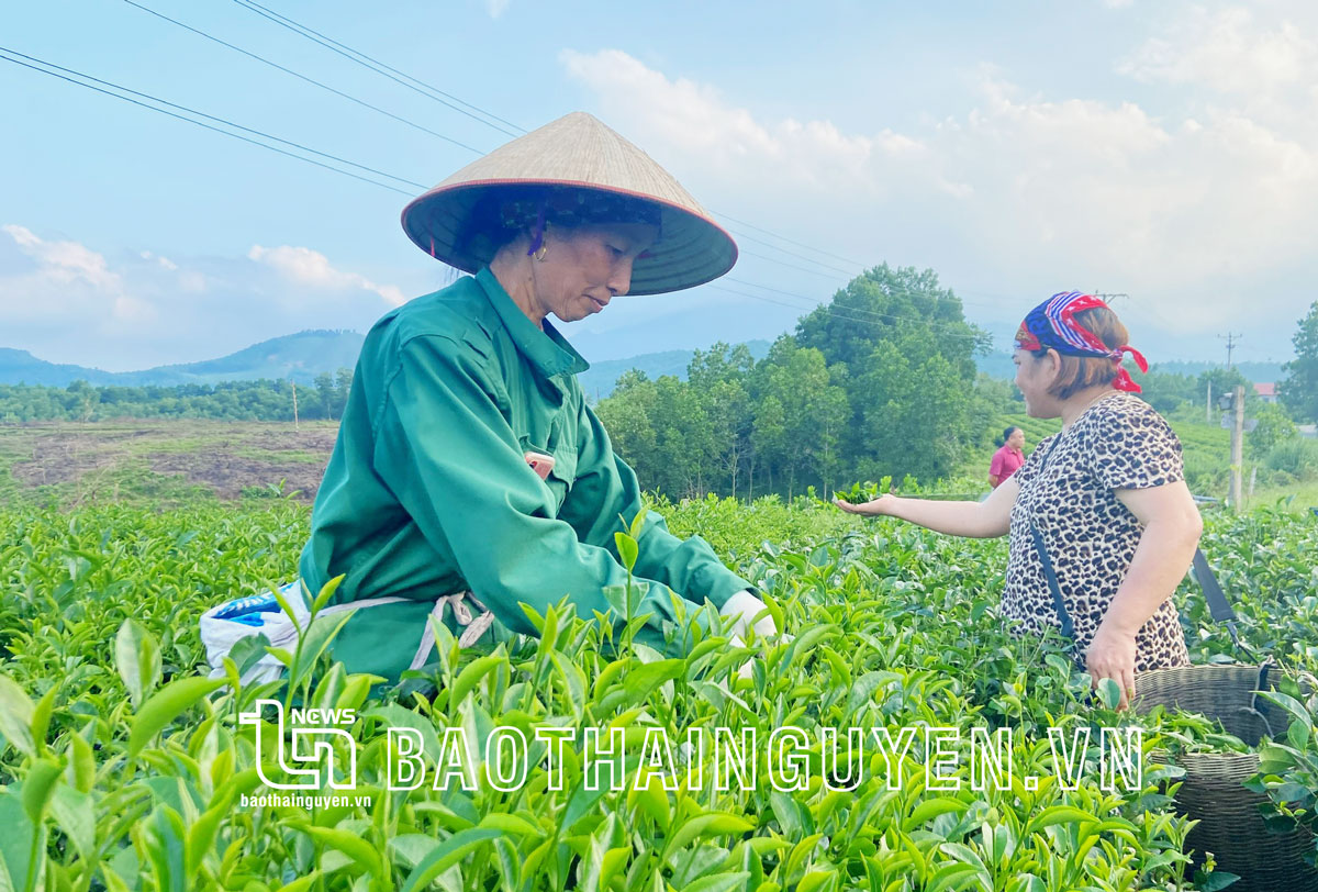 “Tấm vé thông hành