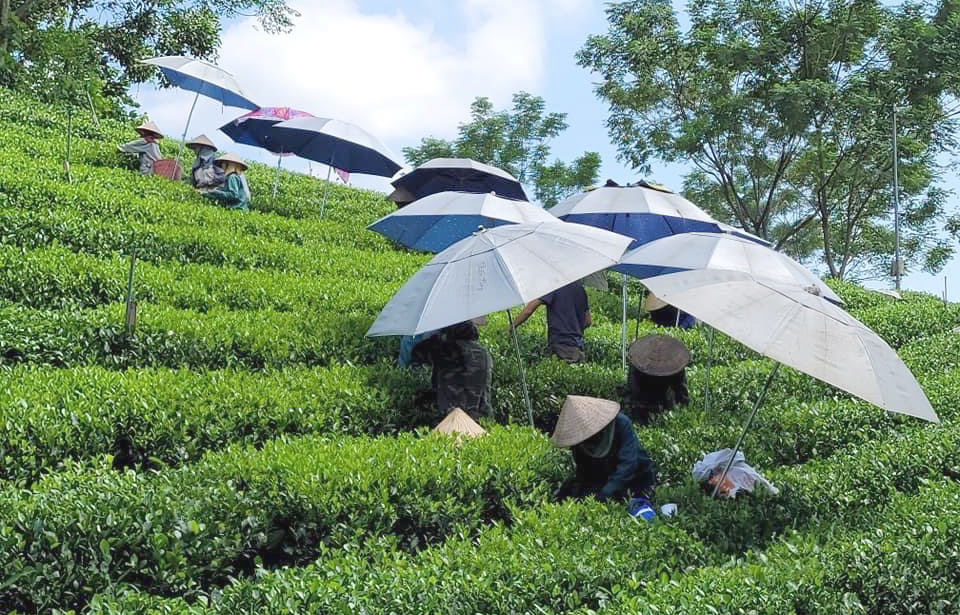 Đưa OCOP trở thành đòn bẩy phát triển kinh tế