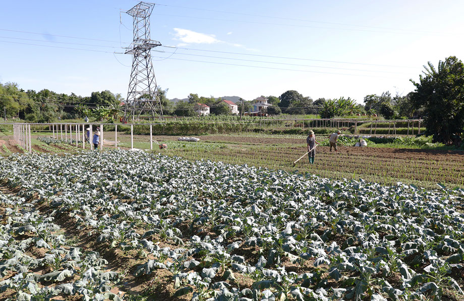Sản xuất vụ đông: Giảm chi phí, tăng giá trị