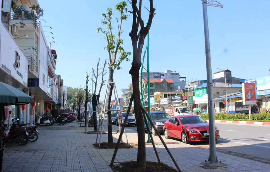 Trồng thay thế cây xanh ở T.P Thái Nguyên: Đổi sắc cho đô thị