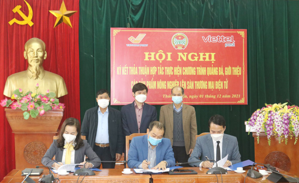 Hợp tác tiêu thụ sản phẩm chè cho nông dân