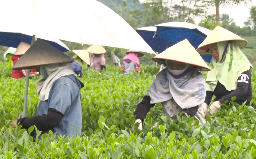 Đại Từ: Sản lượng chè búp tươi đạt trên 75 nghìn tấn
