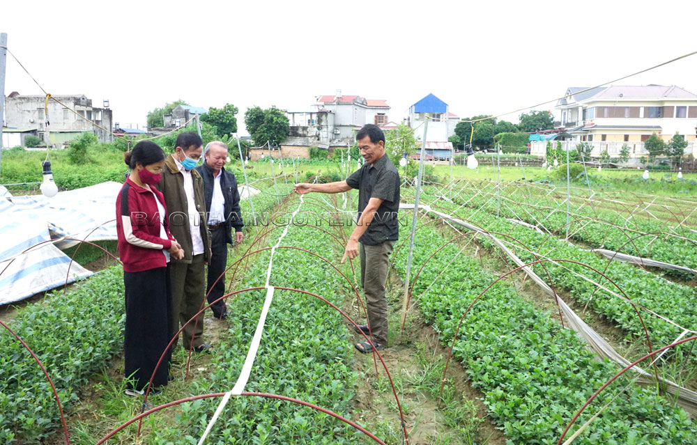 Chủ động chống rét cho cây trồng, vật nuôi
