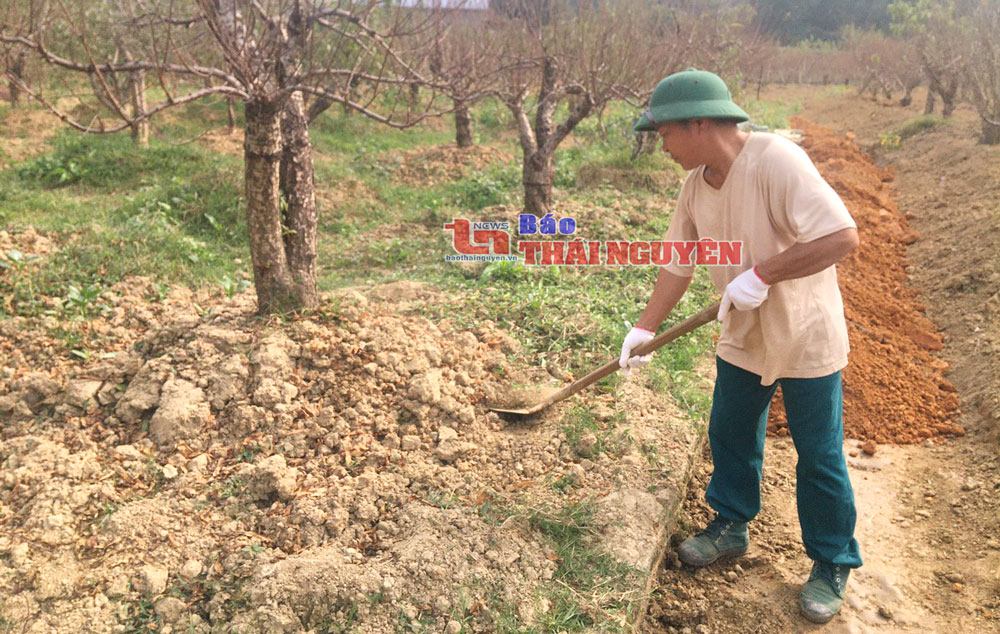 Đào Cam Giá sẵn sàng đón Tết