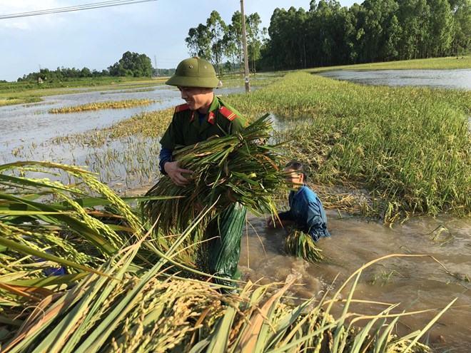 Hơn 400 cảnh sát, quân nhân lội nước “cứu” lúa giúp dân