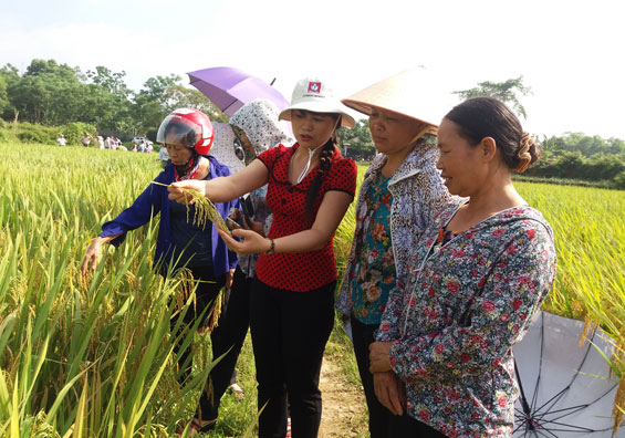 Giống lúa mới cho năng suất cao