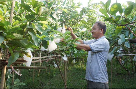 Xây dựng nhãn hiệu cho cây ổi