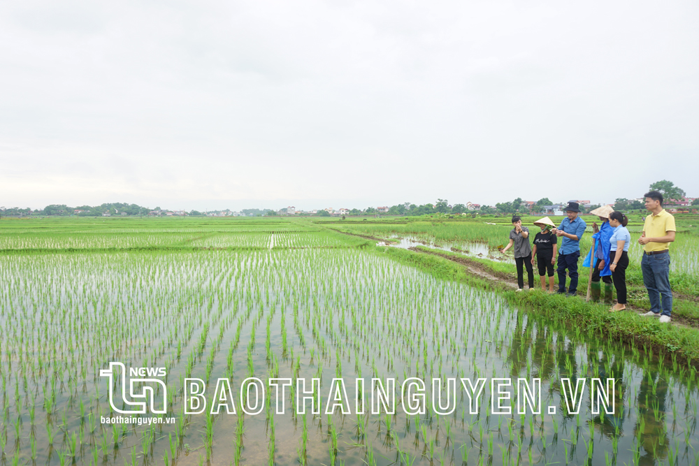 Sản xuất lương thực vụ mùa: Giảm lượng, tăng chất