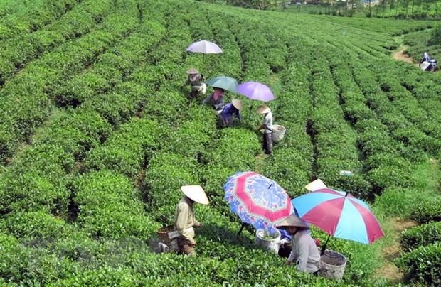 Chuyển dịch vùng trung du, miền núi Bắc Bộ theo hướng kinh tế xanh