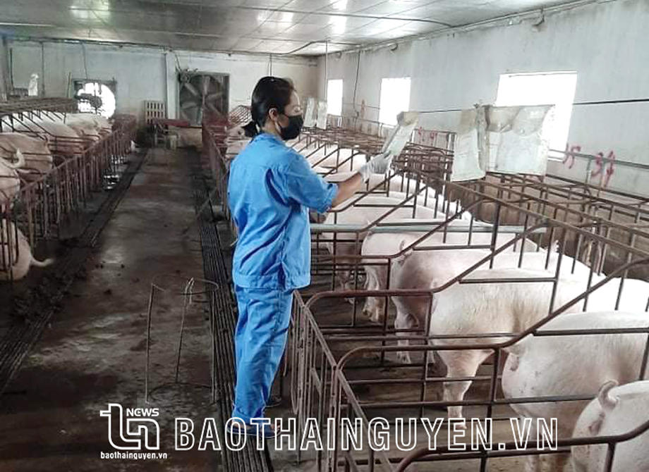 Giá lợn tăng, người chăn nuôi vẫn dè dặt tái đàn