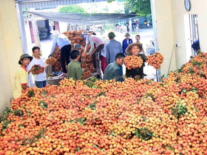 Hơn 1 tấn vải thiều đầu tiên xuất sang thị trường Mỹ trong năm 2016