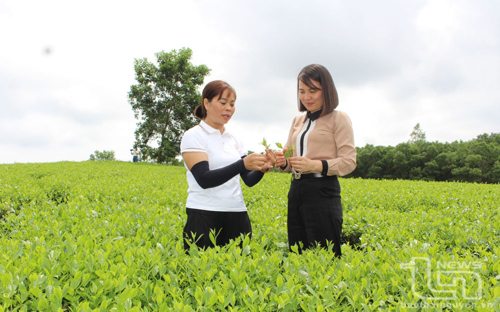 Nữ giám đốc và khát vọng đưa thương hiệu chè vươn xa