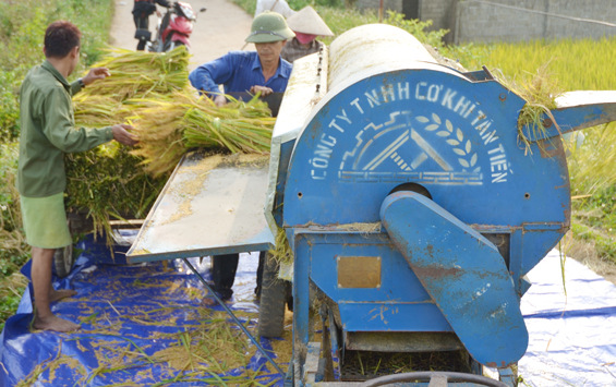 Đại Từ: Năng suất lúa đạt cao nhất từ trước tới nay