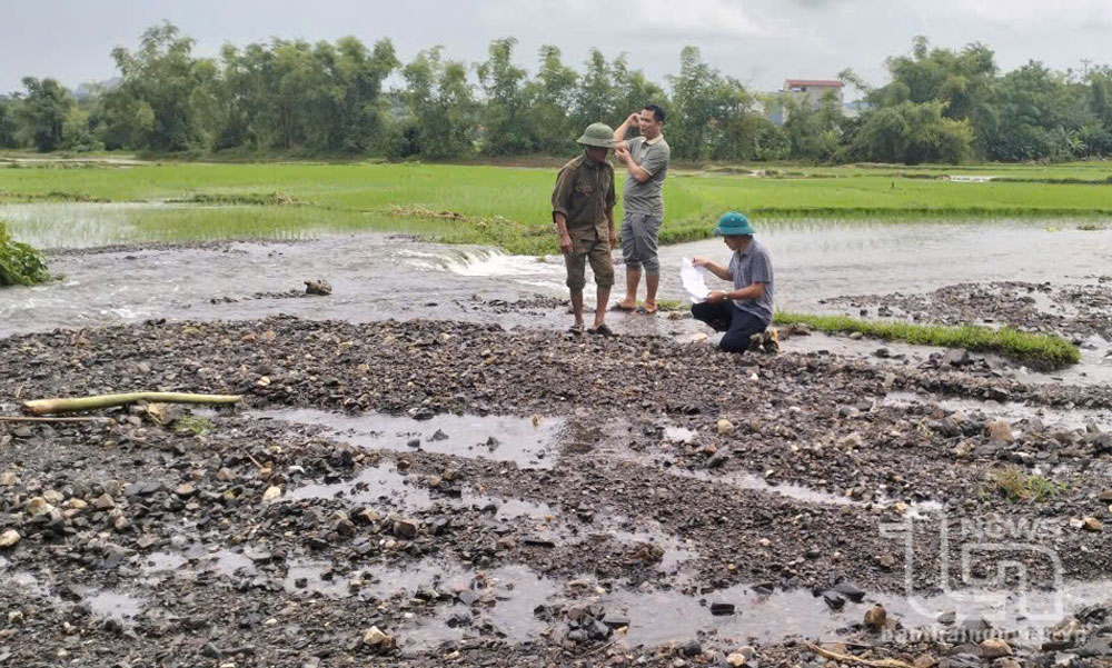Linh hoạt chuyển đổi cơ cấu cây trồng với diện tích bị ảnh hưởng mưa lũ