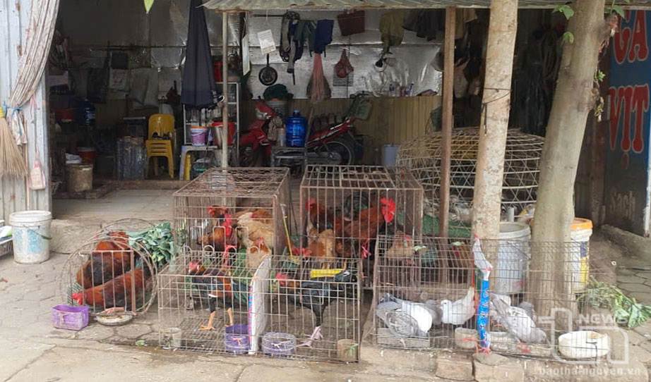 Tăng cường quản lý điểm giết mổ gia cầm tự phát