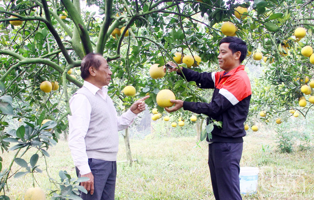 Đa dạng nông sản phục vụ Tết 