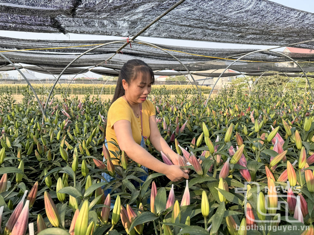 Trồng hoa công nghệ cao và những vấn đề đặt ra