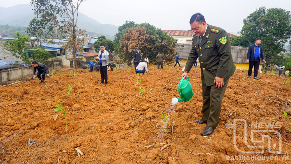 Trồng trên 1,1 triệu cây phân tán
