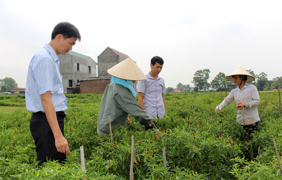Nông dân “quay lưng” với doanh nghiệp vì giá